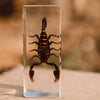 Black Scorpion Specimen